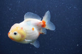 Yuan Bao Oranda  Sakura 4 Inch (ID#328Yb10b-47) Free2Day SHIPPING