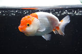 Juvenile Lionchu  Red White 3.5 Inch (ID#415R11b-11) Free2Day SHIPPING