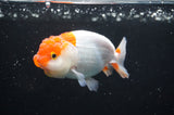 Juvenile Lionchu  Red White 3.5 Inch (ID#415R11b-11) Free2Day SHIPPING