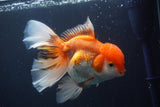 Thai Oranda  Red White 6.5 Inch (ID#902To6c-104)