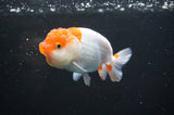 Juvenile Lionchu  Red White 3.5 Inch (ID#415R11b-11) Free2Day SHIPPING