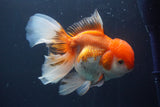 Thai Oranda  Red White 6.5 Inch (ID#902To6c-104)