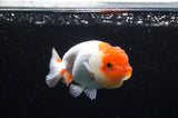 Juvenile Lionchu  Red White 3.5 Inch (ID#415R11b-11) Free2Day SHIPPING