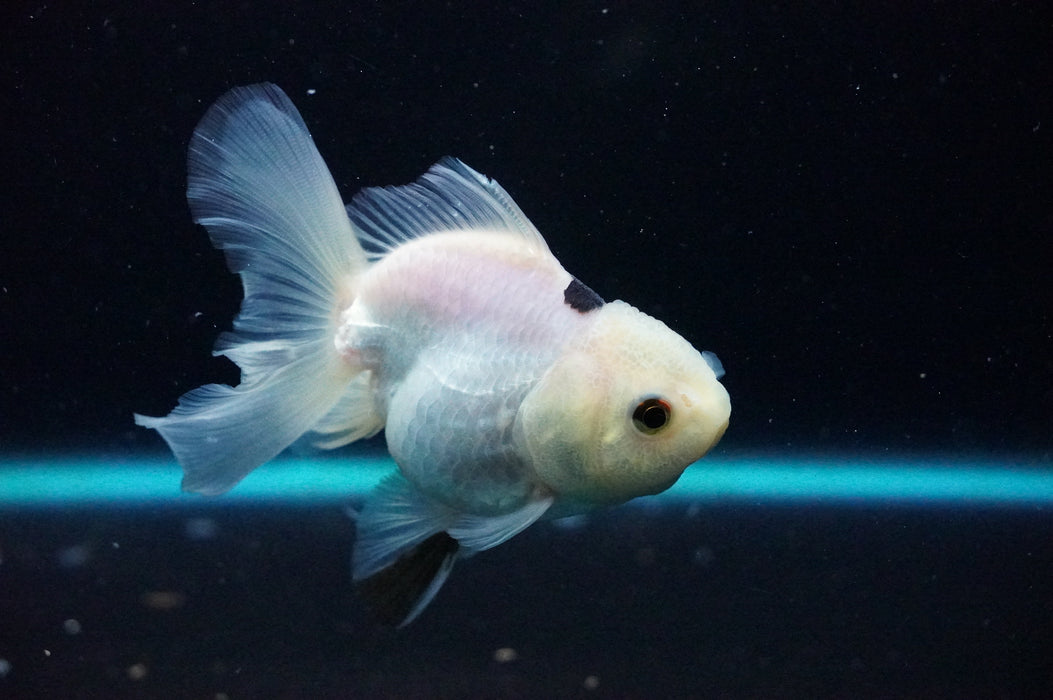 Thai Oranda  Panda 4 Inch (ID#1125T8a-18) Free2Day SHIPPING
