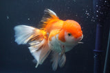 Thai Oranda  Red White 6.5 Inch (ID#902To6c-104)