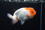 Juvenile Lionchu  Red White 3.5 Inch (ID#415R11b-11) Free2Day SHIPPING