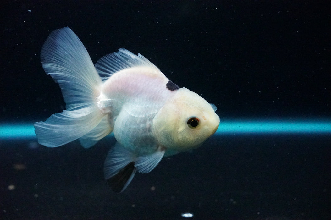 Thai Oranda  Panda 4 Inch (ID#1125T8a-18) Free2Day SHIPPING