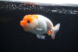 Juvenile Lionchu  Red White 3.5 Inch (ID#415R11b-11) Free2Day SHIPPING