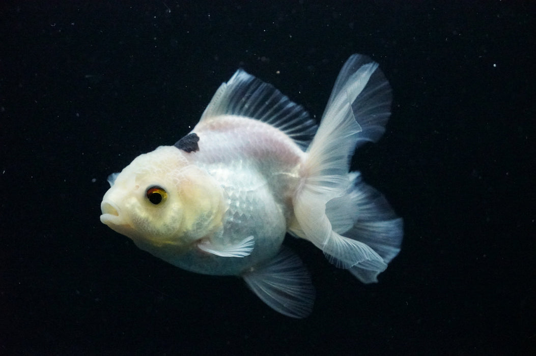 Thai Oranda  Panda 4 Inch (ID#1125T8a-18) Free2Day SHIPPING