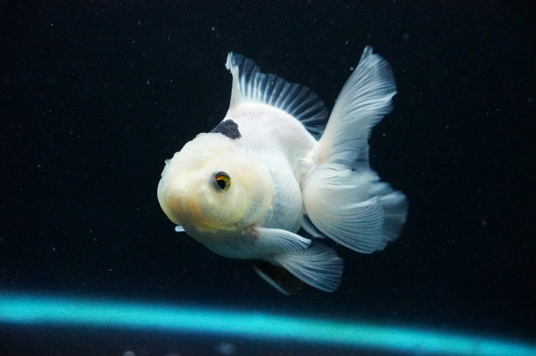 Thai Oranda  Panda 4 Inch (ID#1125T8a-18) Free2Day SHIPPING