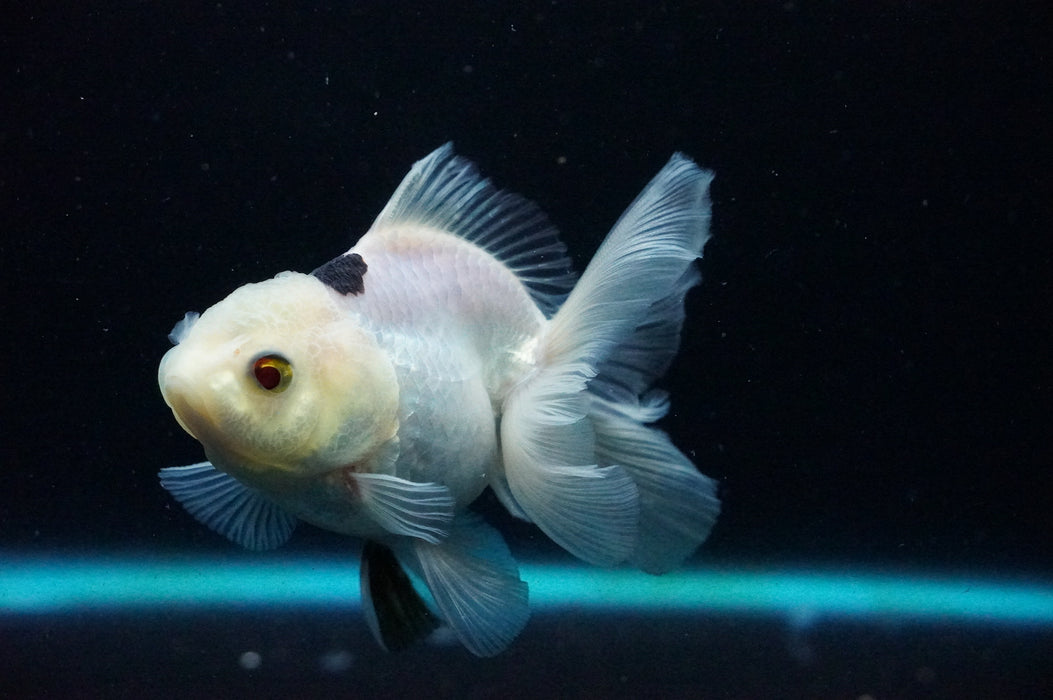 Thai Oranda  Panda 4 Inch (ID#1125T8a-18) Free2Day SHIPPING