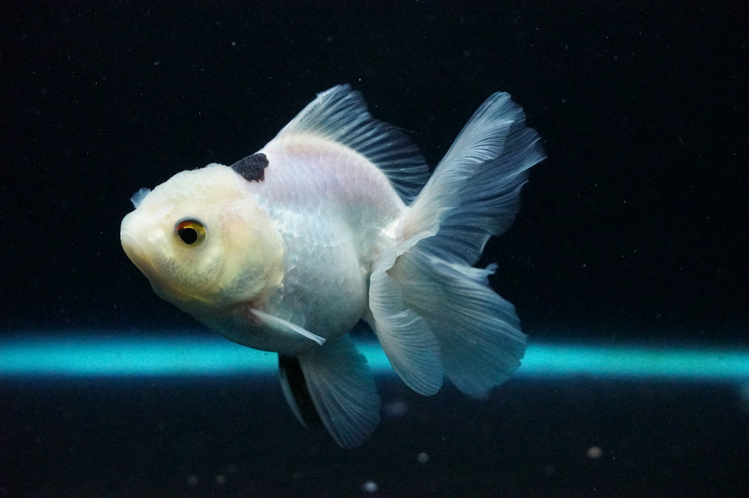 Thai Oranda  Panda 4 Inch (ID#1125T8a-18) Free2Day SHIPPING