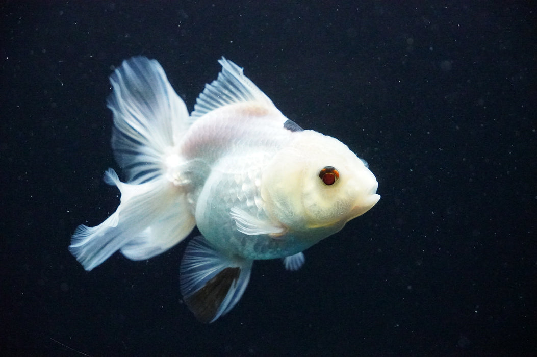 Thai Oranda  Panda 4 Inch (ID#1125T8a-18) Free2Day SHIPPING