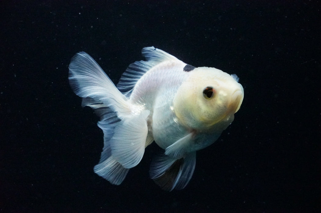 Thai Oranda  Panda 4 Inch (ID#1125T8a-18) Free2Day SHIPPING