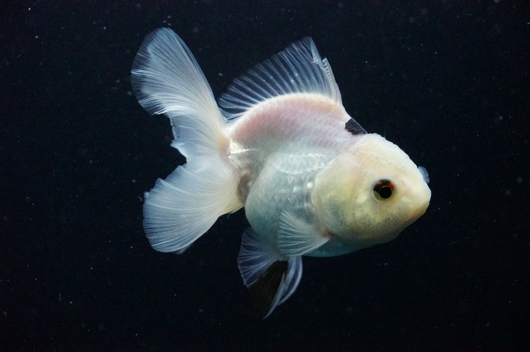 Thai Oranda  Panda 4 Inch (ID#1125T8a-18) Free2Day SHIPPING