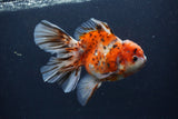 Thai Oranda  Calico 5.5 Inch (ID#1227T2b-59) Free2Day SHIPPING