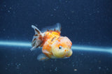Yuan Bao Oranda  Calico 3.5 Inch (ID#328Yb10b-49) Free2Day SHIPPING