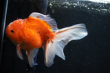 Oranda  Calico 5.5 Inch (ID#1018o7a-2) Free2Day SHIPPING