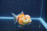 Yuan Bao Oranda  Calico 3.5 Inch (ID#328Yb10b-49) Free2Day SHIPPING