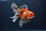 Thai Oranda  Calico 5.5 Inch (ID#1227T2b-59) Free2Day SHIPPING