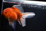 Oranda  Calico 5.5 Inch (ID#1018o7a-2) Free2Day SHIPPING