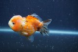 Yuan Bao Oranda  Calico 3.5 Inch (ID#328Yb10b-49) Free2Day SHIPPING