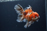 Thai Oranda  Calico 5.5 Inch (ID#1227T2b-59) Free2Day SHIPPING