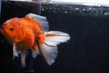 Oranda  Calico 5.5 Inch (ID#1018o7a-2) Free2Day SHIPPING