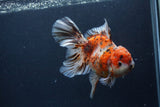 Thai Oranda  Calico 5.5 Inch (ID#1227T2b-59) Free2Day SHIPPING