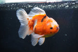 Oranda  Calico 5.5 Inch (ID#1018o7a-2) Free2Day SHIPPING