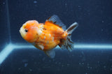 Yuan Bao Oranda  Calico 3.5 Inch (ID#328Yb10b-49) Free2Day SHIPPING
