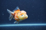 Yuan Bao Oranda  Calico 3.5 Inch (ID#328Yb10b-49) Free2Day SHIPPING