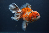 Thai Oranda  Calico 5.5 Inch (ID#1227T2b-59) Free2Day SHIPPING