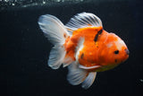 Oranda  Calico 5.5 Inch (ID#1018o7a-2) Free2Day SHIPPING