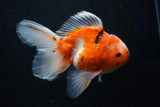 Oranda  Calico 5.5 Inch (ID#1018o7a-2) Free2Day SHIPPING