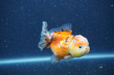 Yuan Bao Oranda  Calico 3.5 Inch (ID#328Yb10b-49) Free2Day SHIPPING