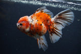 Thai Oranda  Calico 5.5 Inch (ID#1227T2b-59) Free2Day SHIPPING