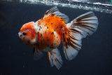 Thai Oranda  Calico 5.5 Inch (ID#1227T2b-59) Free2Day SHIPPING