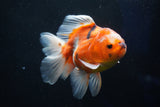 Oranda  Calico 5.5 Inch (ID#1018o7a-2) Free2Day SHIPPING