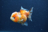 Yuan Bao Oranda  Calico 3.5 Inch (ID#328Yb10b-49) Free2Day SHIPPING
