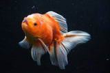 Oranda  Calico 5.5 Inch (ID#1018o7a-2) Free2Day SHIPPING