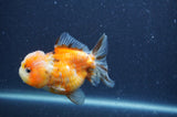 Yuan Bao Oranda  Calico 3.5 Inch (ID#328Yb10b-49) Free2Day SHIPPING