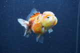Yuan Bao Oranda  Calico 3.5 Inch (ID#328Yb10b-49) Free2Day SHIPPING