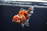 Thai Oranda  Calico 5.5 Inch (ID#1227T2b-59) Free2Day SHIPPING