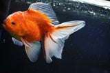 Oranda  Calico 5.5 Inch (ID#1018o7a-2) Free2Day SHIPPING