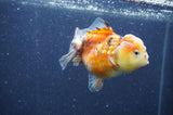 Yuan Bao Oranda  Calico 3.5 Inch (ID#328Yb10b-49) Free2Day SHIPPING