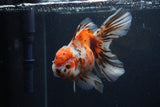 Thai Oranda  Calico 5.5 Inch (ID#1227T2b-59) Free2Day SHIPPING