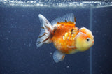 Yuan Bao Oranda  Calico 3.5 Inch (ID#328Yb10b-49) Free2Day SHIPPING