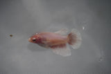 Dumbo White   Halfmoon Female Betta (ID#801-F108) Free2Day SHIPPING