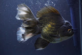 Thai Oranda  Panda 6 Inch (ID#830To6b-105) Please see notes